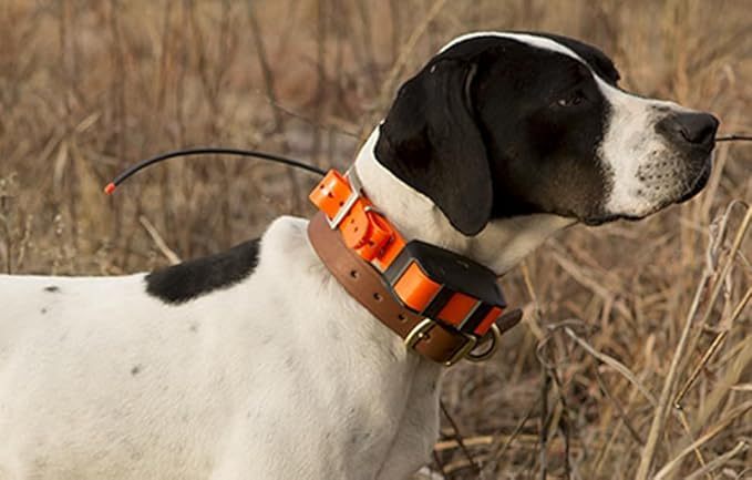 Pet Dog Collar For Pet Training Dog Training Equipment